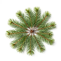 Larch