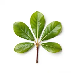 Large-leaved magnolia