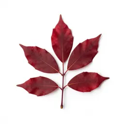 Laurel-tree
