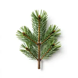 Limber pine