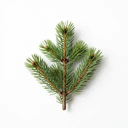 Lowland fir