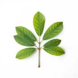 Manglietia