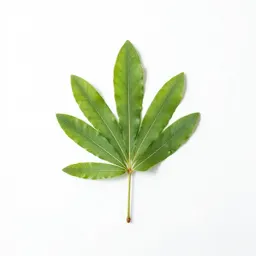 Metasequoia