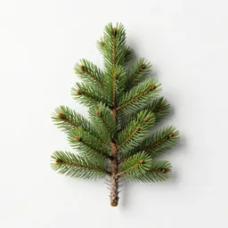 Mountain hemlock