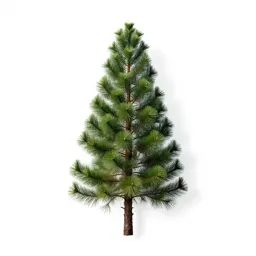 New caledonian pine