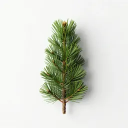 Norfolk island pine
