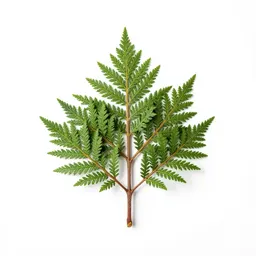 Pahautea
