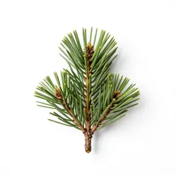 Pinon pine
