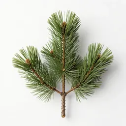 Pitch pine