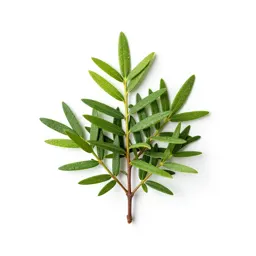 Plum-fruited yew