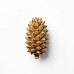 Podocarp