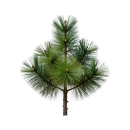 Pond pine