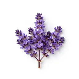 Purple anise