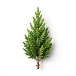 Pygmy cypress