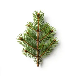 Red spruce