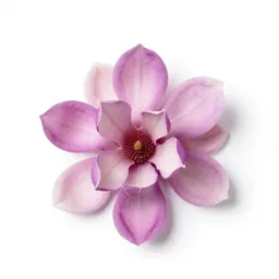 Saucer magnolia