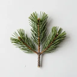 Shore pine
