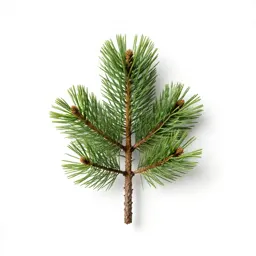 Shortleaf pine