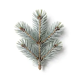 Silver fir