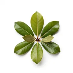 Southern magnolia