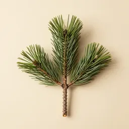 Spruce pine