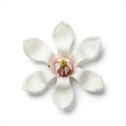 Star magnolia