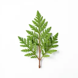 Stinking cedar