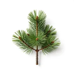Swamp pine