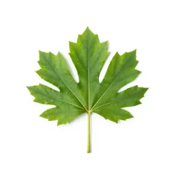 Tulip tree