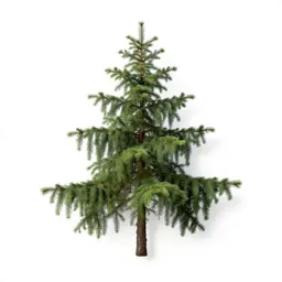 Weeping spruce