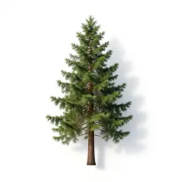 Western hemlock