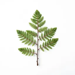 Western larch