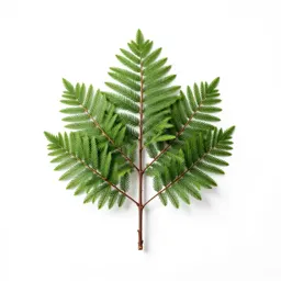 Western red cedar