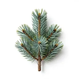 Western white pine