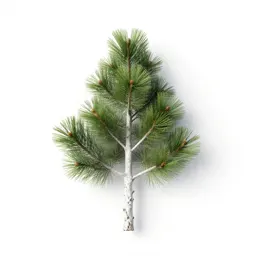 Westland pine