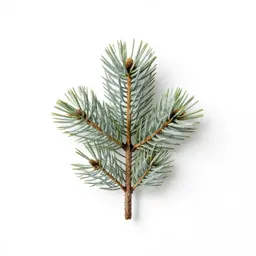 White pine