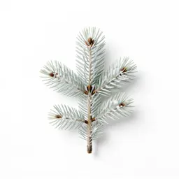 White spruce