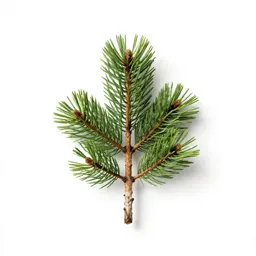 Whitebark pine