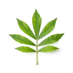 Yacca