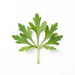Yew