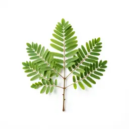 Acacia