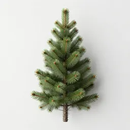 Amabilis fir