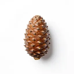 Amboina pine
