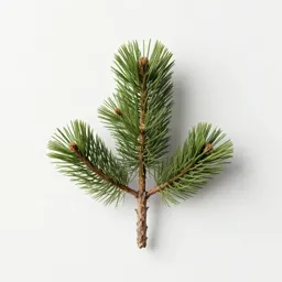 Ancient pine