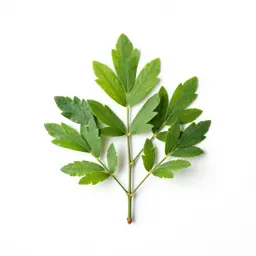 Anise tree