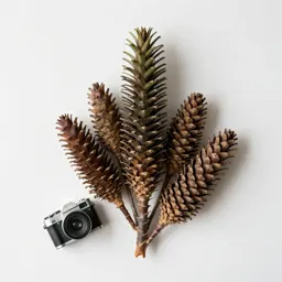 Araucaria