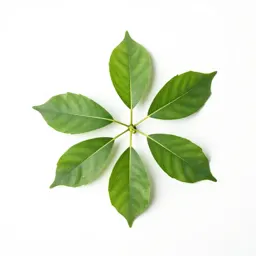 Earleaved umbrella tree