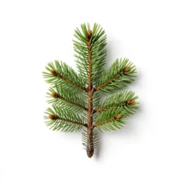Eastern hemlock