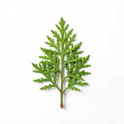 Incense cedar