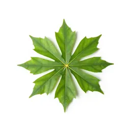 Umbrella tree